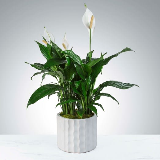 Modern Spathiphyllum Plant  - A tall reaching spathiphyllum plant, also known as a peace lily, set in a modern planter. Peace Lily's are easy to grow and are known for their air toxin removing properties. Send the gift of greenery! 