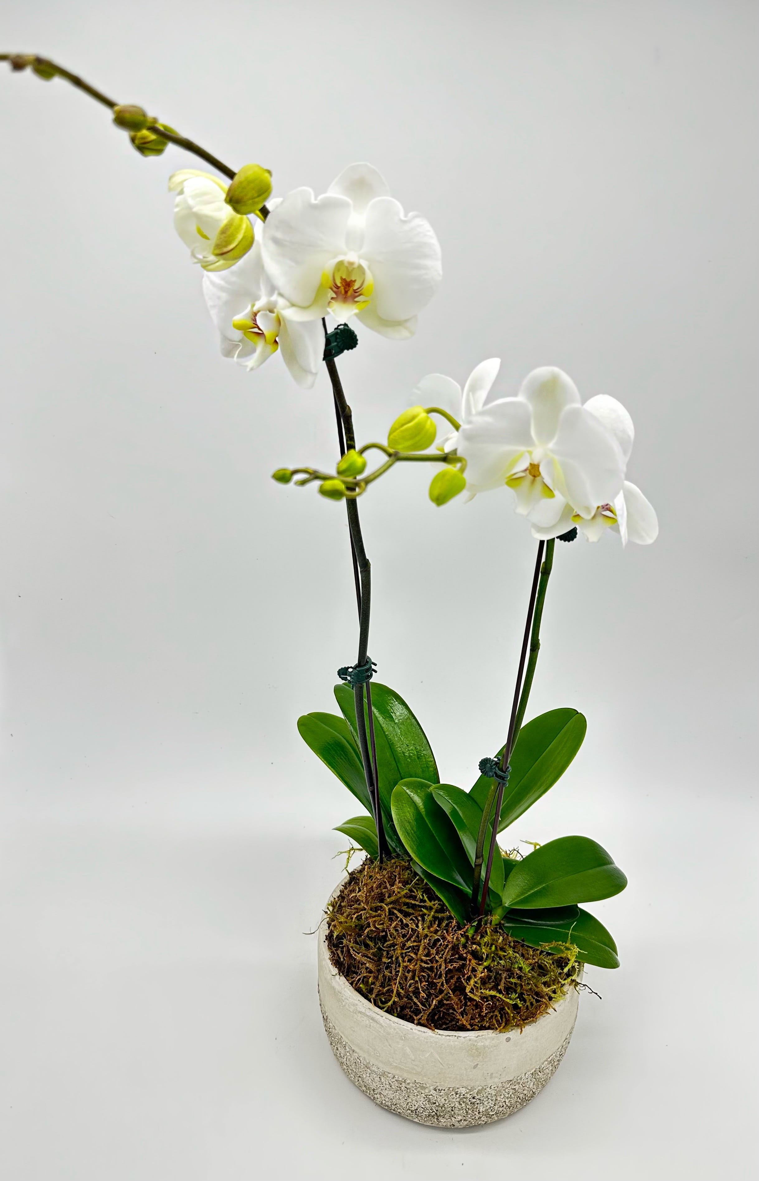 Elenor  - Double stemmed Orchids 