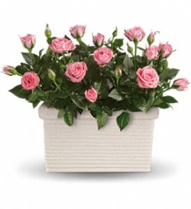 Rose Repose - Send a state of instant tranquility with this miniature rose garden! The soothing pink blossoms and the beautiful dark green leaves will deliver a fresh sense of calm for a long time.  Two pretty pink miniature rose bushes are delivered in a white rectangular planter. Any time is the right time for a rose repose!  Approximately 14 1/2&quot; W x 11 1/2&quot; H  Orientation: N/A