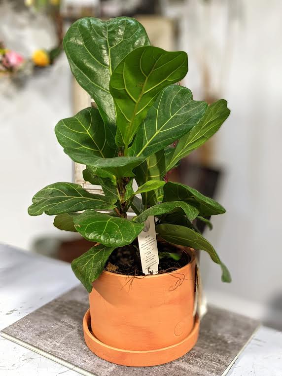 Fiddly Fig by Acacia Flower & Gift Shop