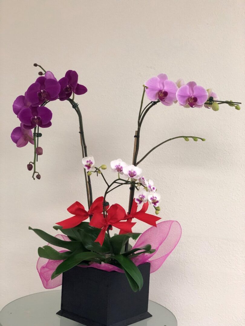 MY MOON PURPLE AND PINK PHALAENOPSIS ORCHIDS MY MOON PURPLE AND PINK PHALAENOPSIS ORCHIDS - "Shangri-la might be a fictional place, but this stunning orchid is firmly planted in the most beautiful kind of reality. An exotic lavender, purple and white phalaenopsis orchid comes delivered in a distinctive cube made of beautiful, natural bamboo or wood. It’s easy to take care of and lovely to look at. A lavender and purple phalaenopsis orchid plants arrives in an exclusive bamboo or wood cube. It’s almost too good to be true. set: N/A All prices in USD ($)"