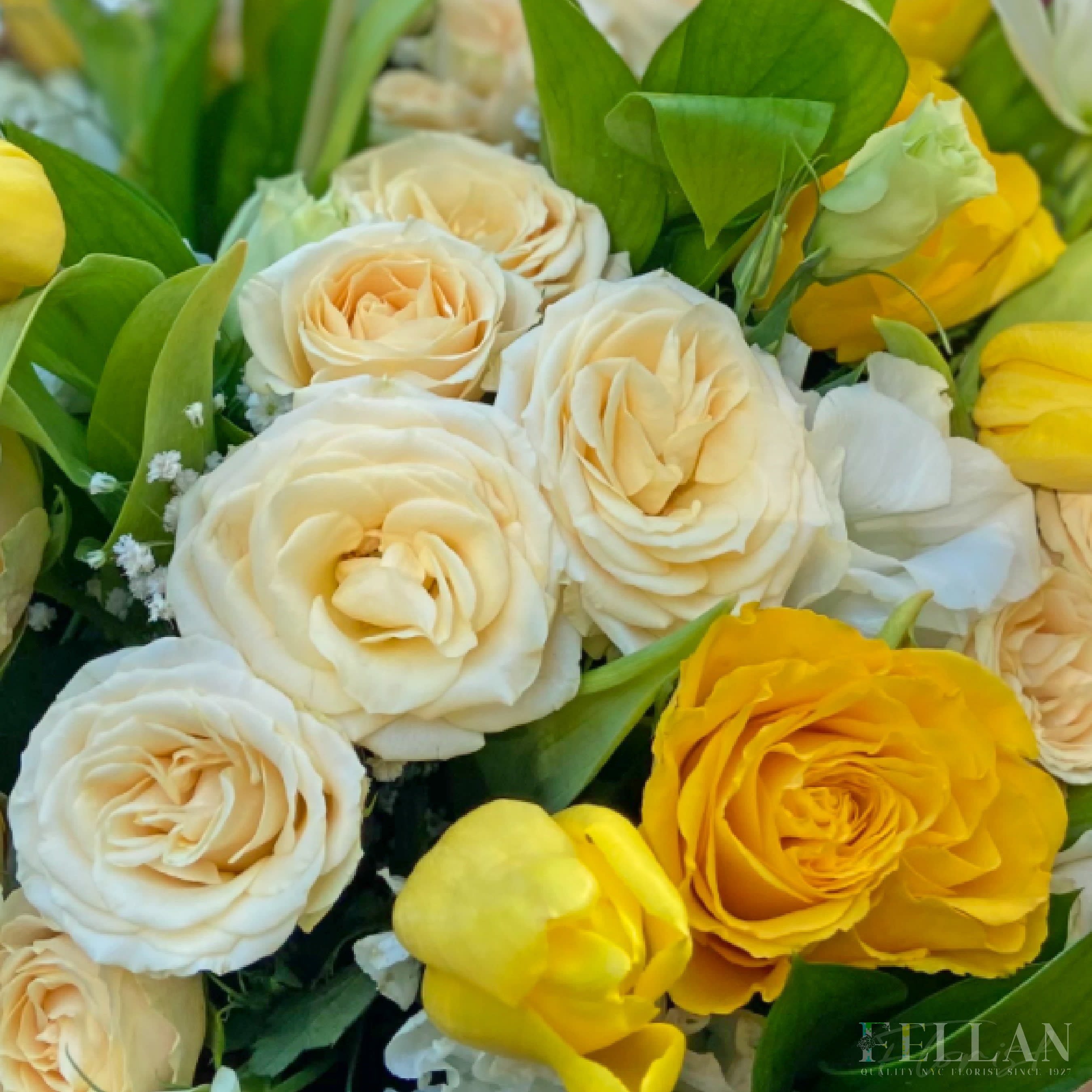 Yellow and hotsell white roses