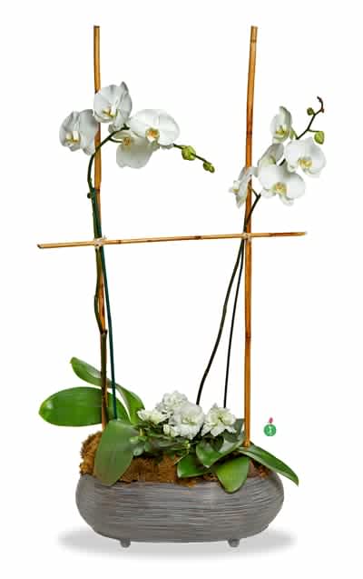 Two White Orchids - What’s better than one white phalaenopsis orchid? Two of these beautiful orchid plants, nestled side by side in a pot, along with a blooming white plant. An elegant presentation, and an appropriate gift for any occasion. 