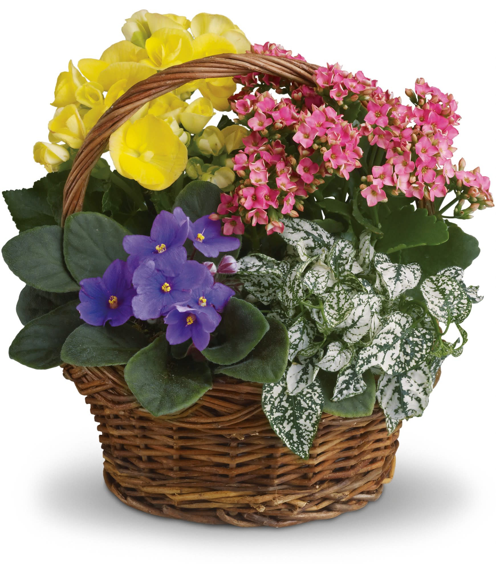 Spring Has Sprung Mixed Basket - Sing a song of spring by sending this gorgeous basket full of spring's prettiest plants. Send someone special this sweet mix of bright colors and terrific textures.  A purple African violet, yellow begonia, pink kalanchoe and white hypoestes are arranged in a pretty round basket. It's blooming beautiful.  Approximately 12&quot; W x 12 1/2&quot; H  Orientation: All-Around  As Shown : T93-1A *Can update with seasonal  plants