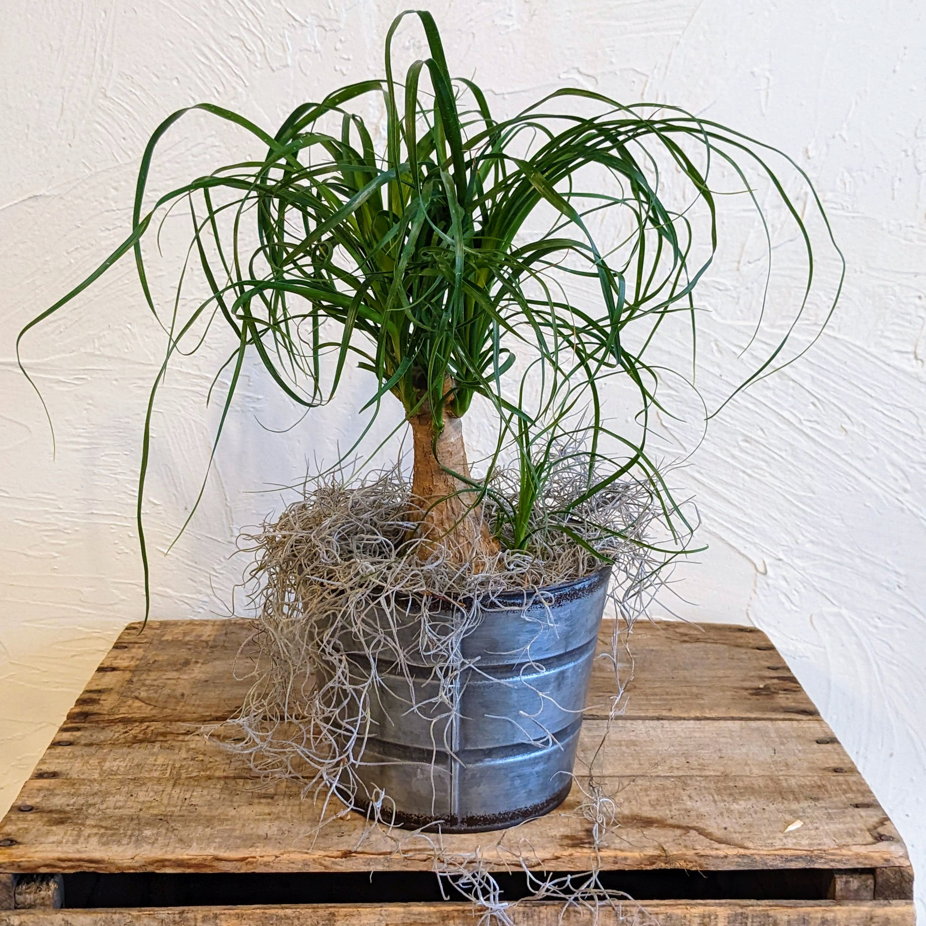 Ponytail Palm in Belmont, MA Jayne's Flowers
