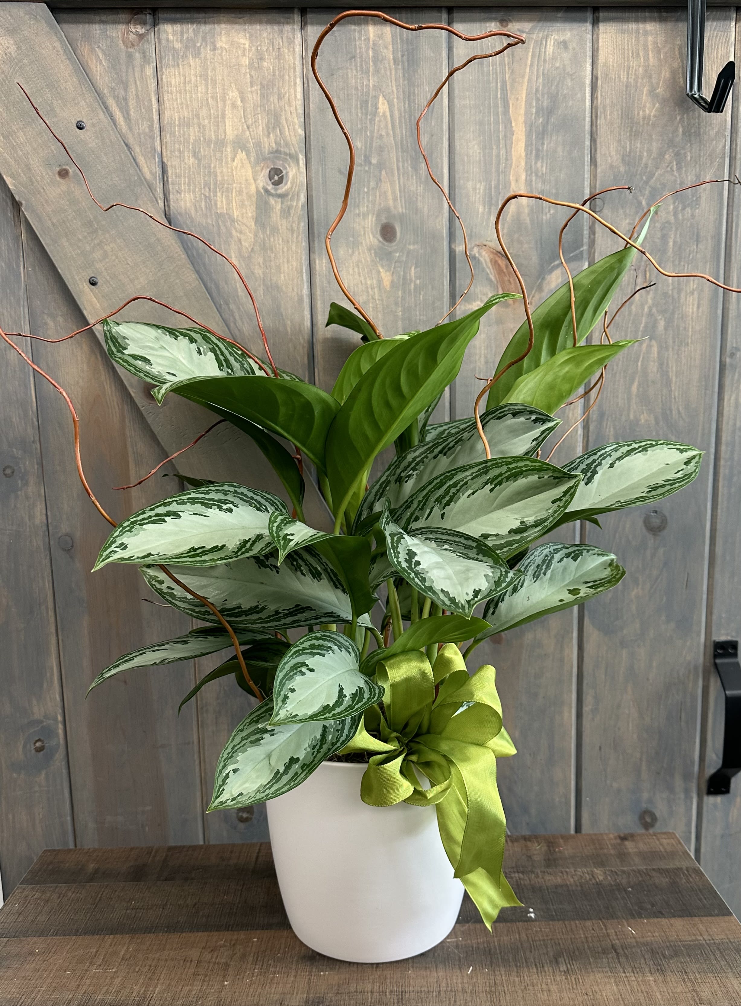 Large Green Plant - This green plant will either be a large and full 8&quot; Peace lily plant or a Chinese Evergreen potted in a ceramic container and dressed with Curly Willow and a green bow.