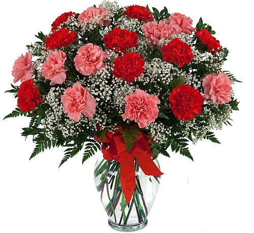Beautiful Carnations - A clear glass ginger vase holds 18 red and pink long lasting carnations, arranged with ample baby's breath and complementary greenery - tied with a matching red ribbon.