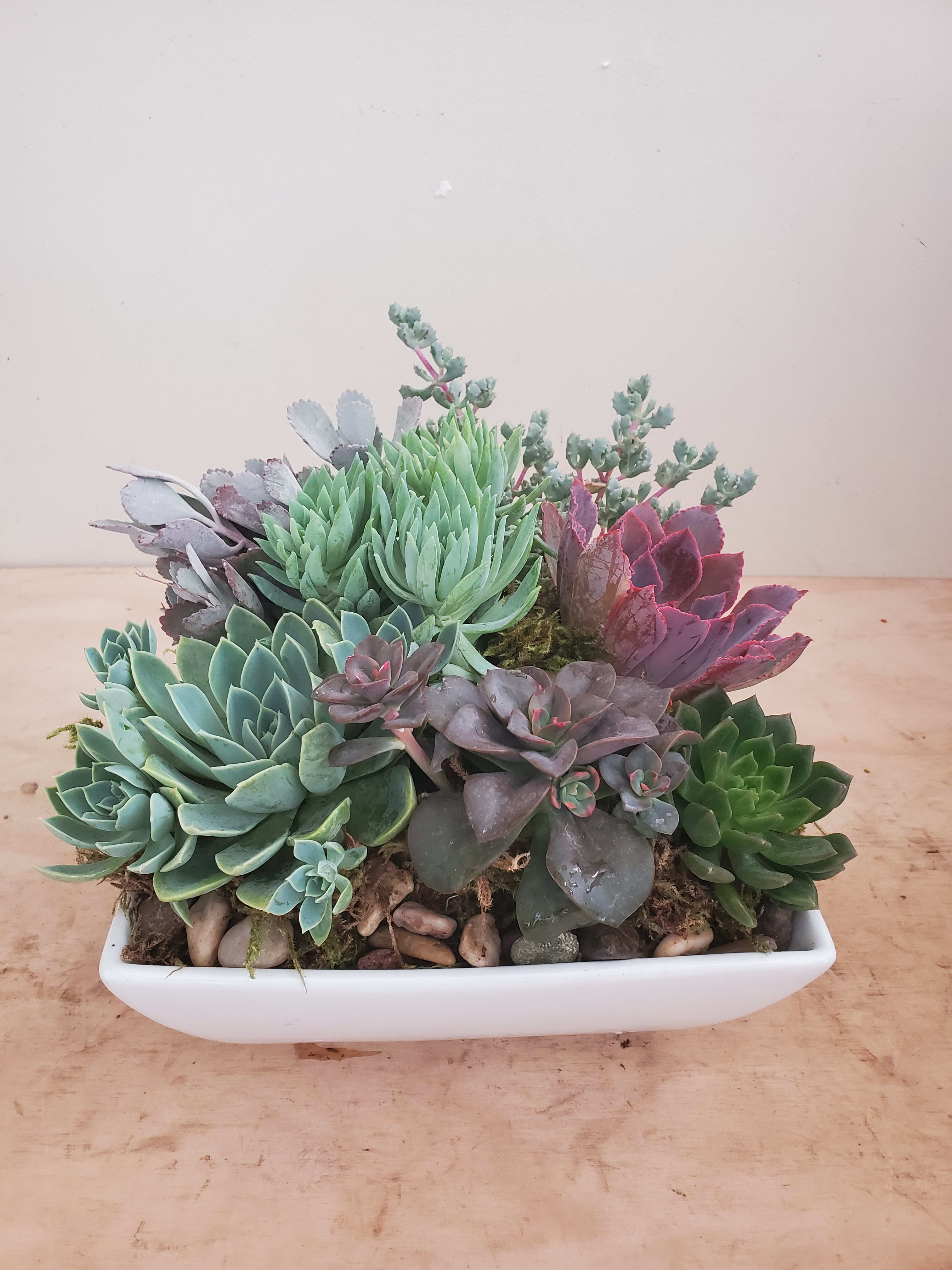 Succulent Garden in  Elegant White Ceramic Vase | Approximately 10&quot; H by 10&quot; W - Dazzle her with lasting succulents that would continue to impress her for a long time. This lasting gift will glamorize the office, home or any party.