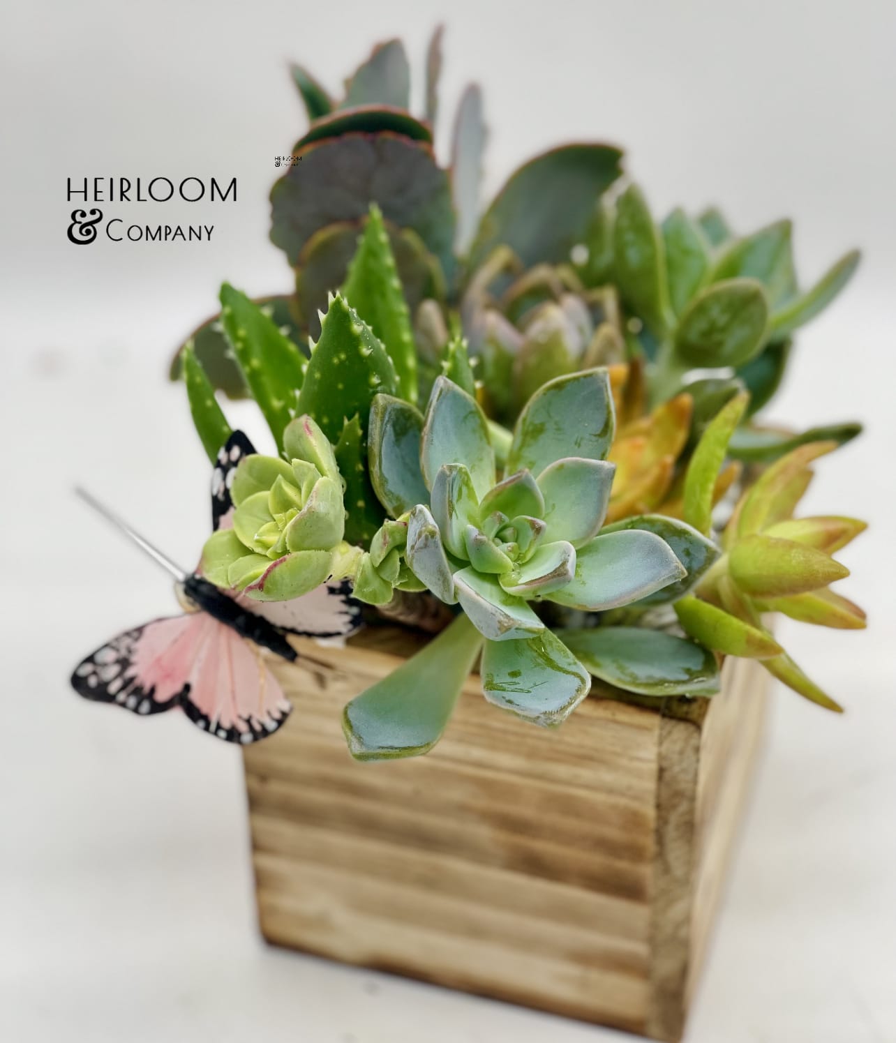 Butterlies and Hurricanes Butterlies and Hurricanes - A wooden square box filled with a natural array of color and pop. our finest colorful succulents planted in organic soil, layered with a coating of tiny white rocks. Keep them in the box, or add them to your darling garden, either way, they are sure to make anyone smile!