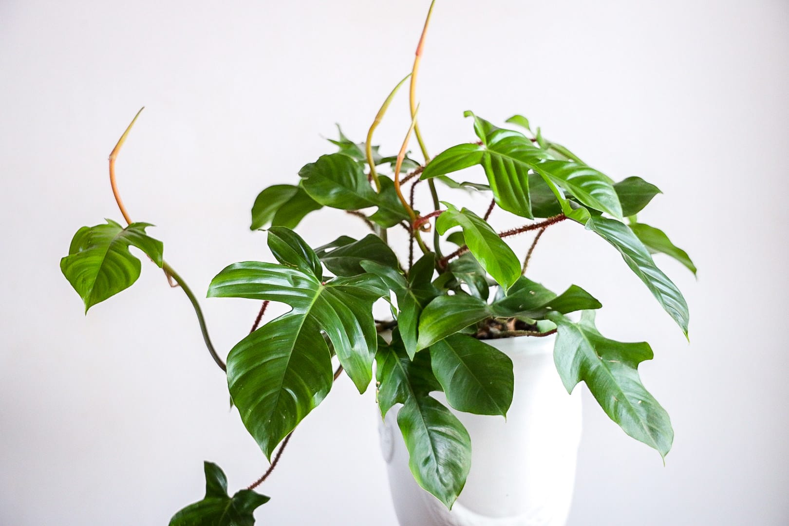 Specialty Potted Houseplant - Specialty Potted Houseplant