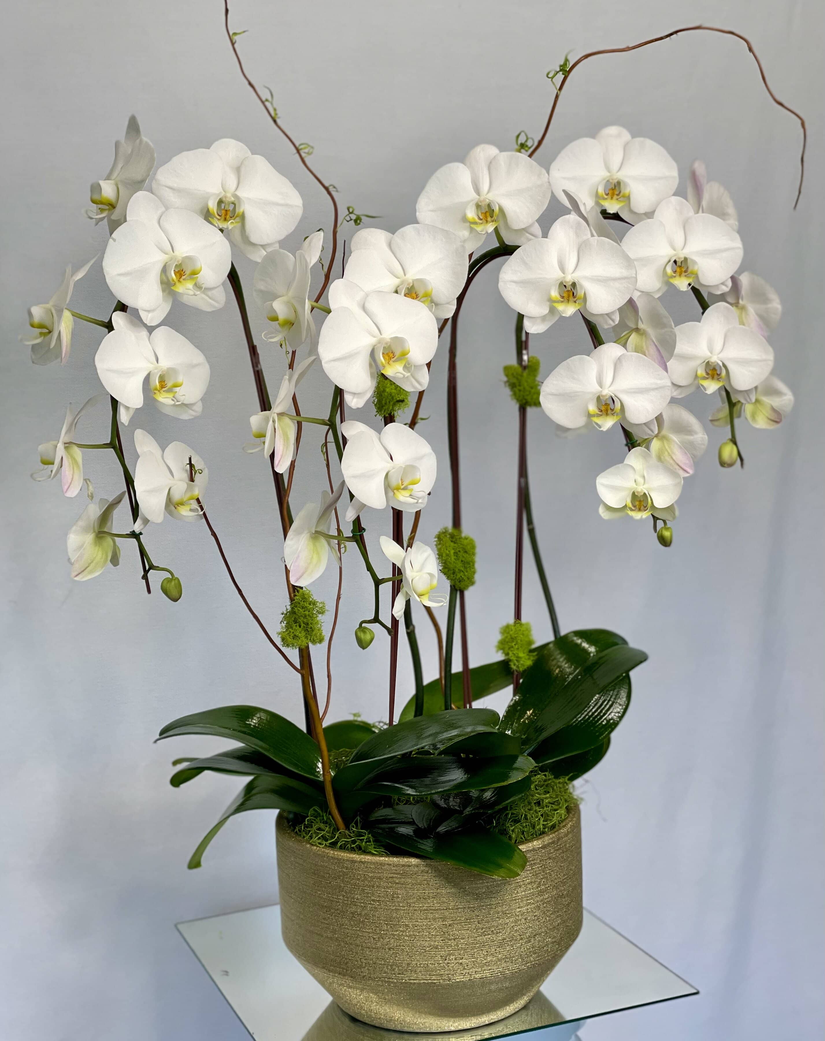 Golden Orchids  - 4 elegant Phalaenopsis orchids, curly willow, succulent plants arranged in a golden vase
