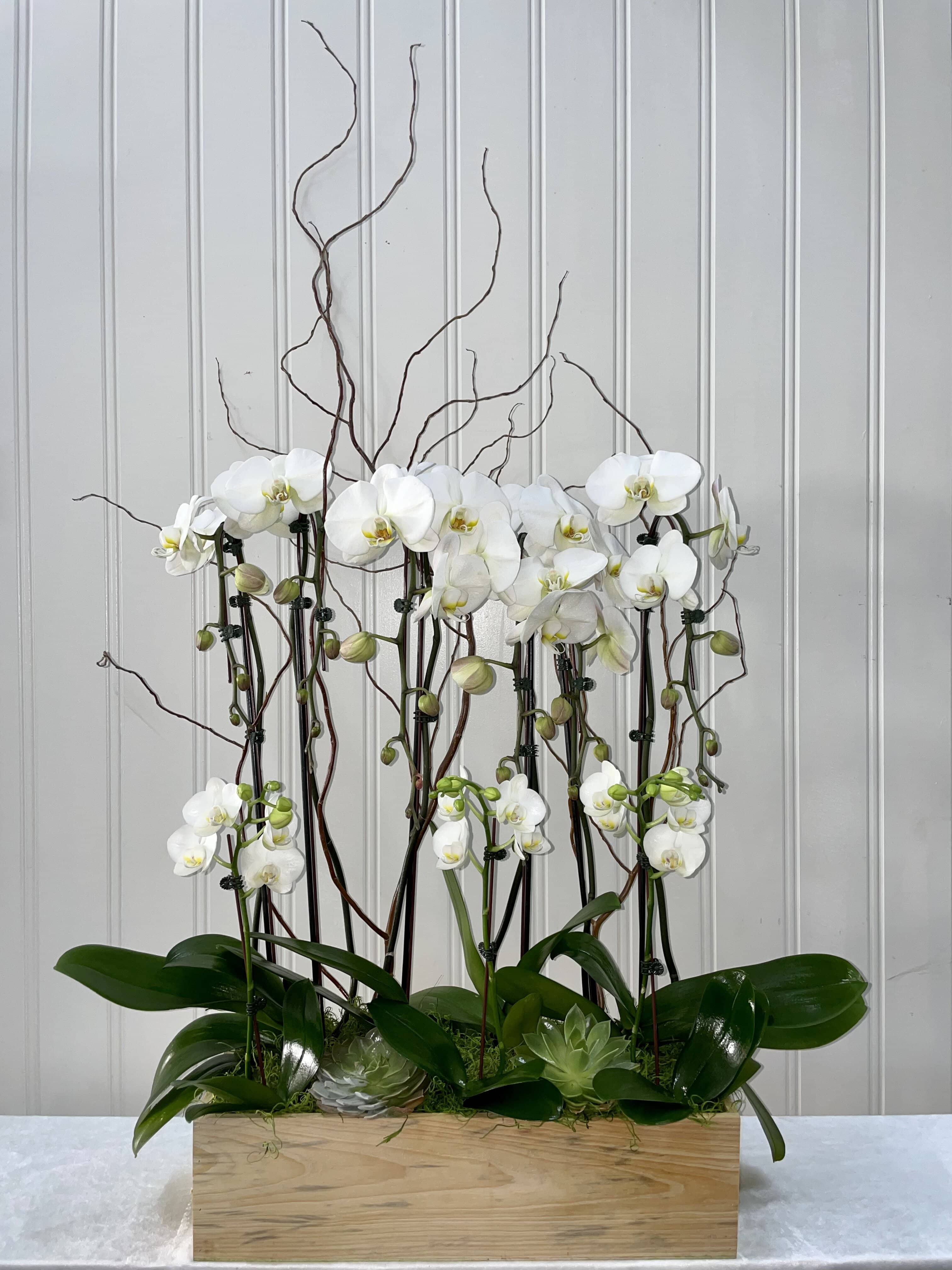 Rustic Orchids  - 6 White Phalaenopsis Orchids, with small white 3 baby orchids in a rustic box.