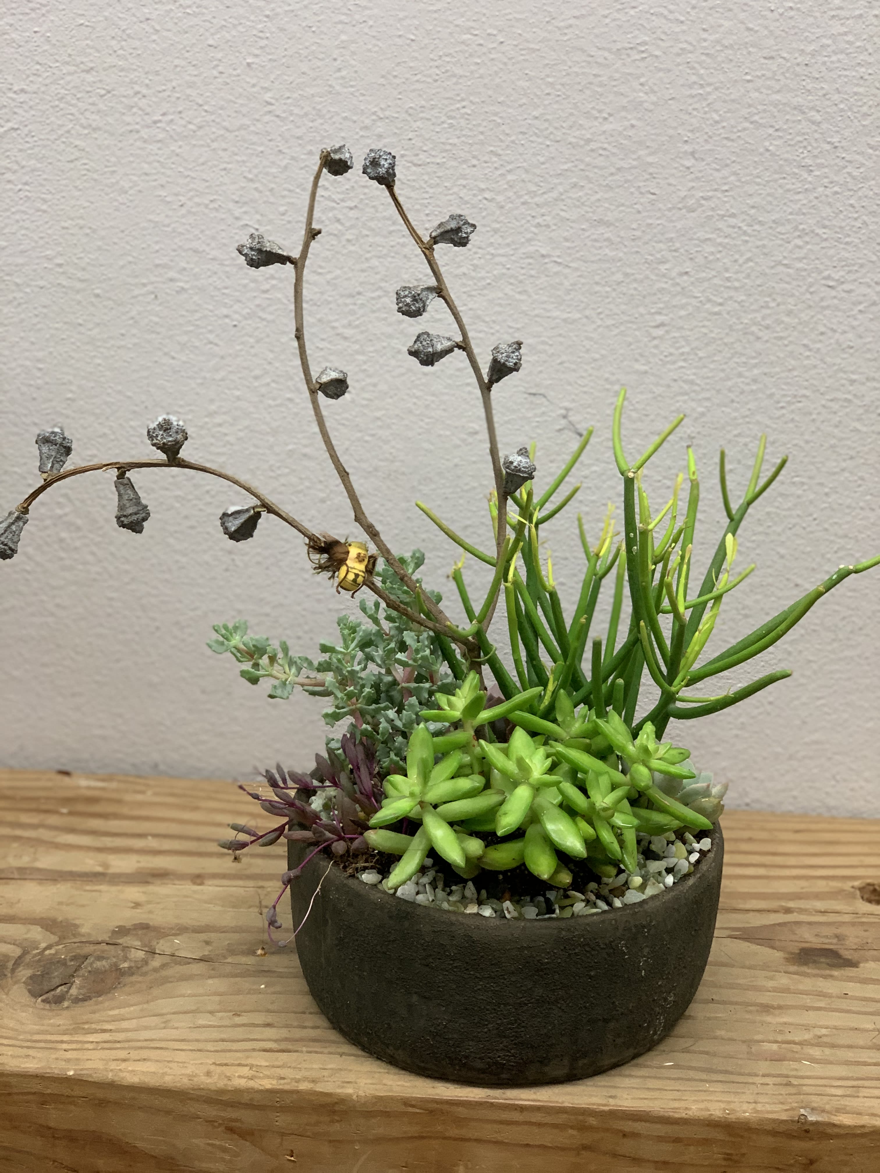 Zen Garden - A grey stone pot filled with an abundance of assorted succulents and decorative river rocks. These exotic plants are long lasting and very low maintenance.