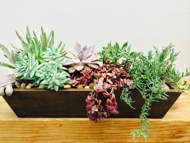 Succulent Party - Box of assorted succulents.