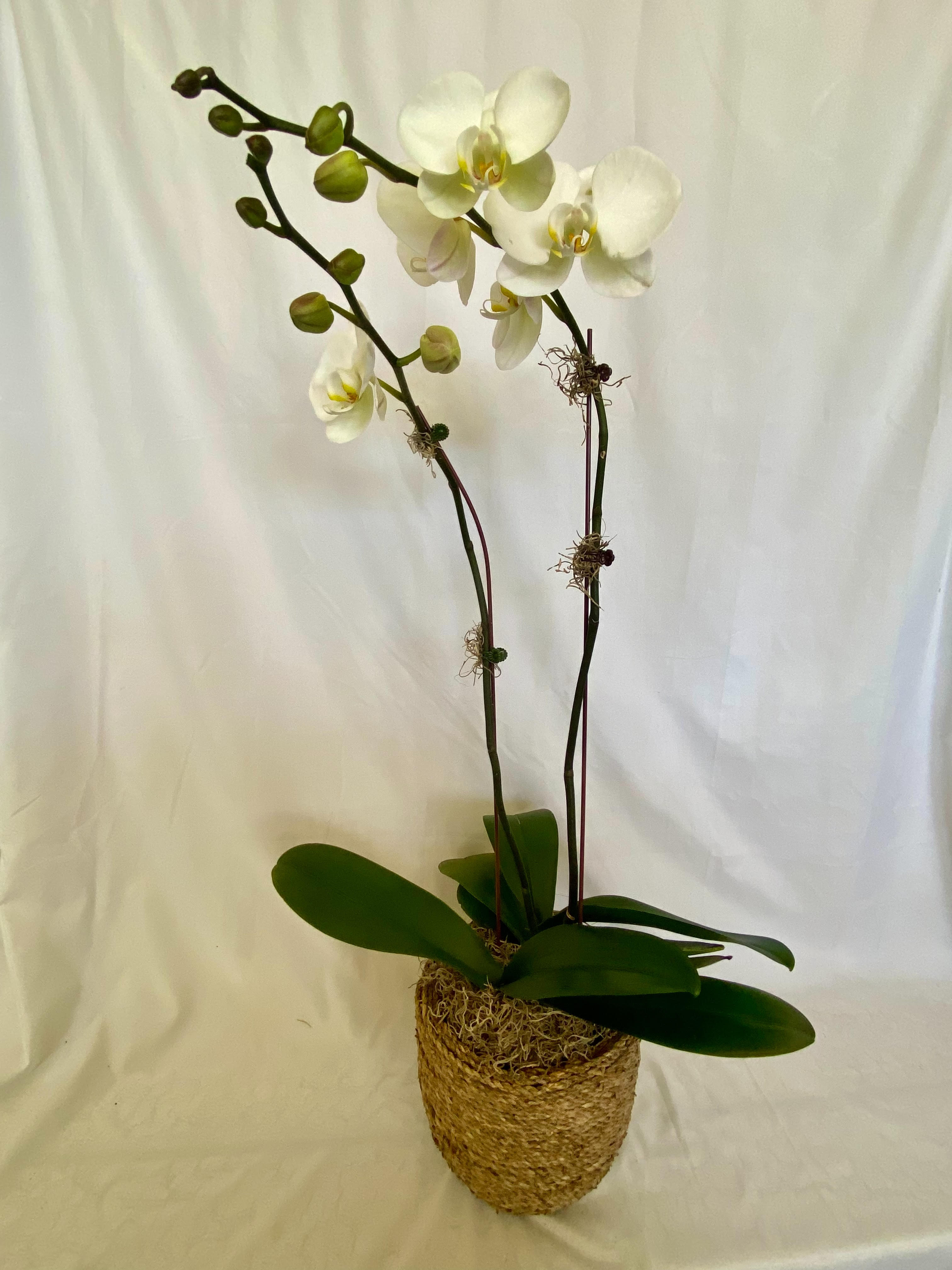Double orchid in basket vessel - Double White orchid set in moss filled basket vessel.