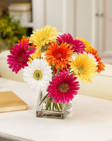 Gerbera Daisy - Vibrant colorful - Dozen gerbera daisies in a clear glass vase 