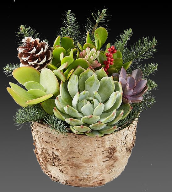 Winter succulents Winter succulents - Inspired by the natural elegance of the pine leaf adds a little winter atmosphere to Succulents.