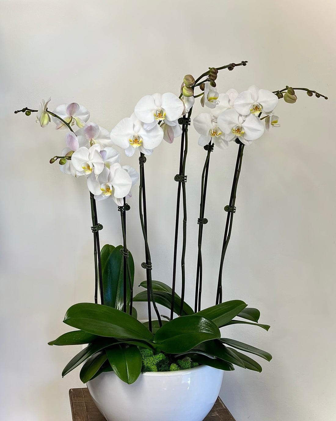 Premium Orchid Planter - Premium Orchid Planter