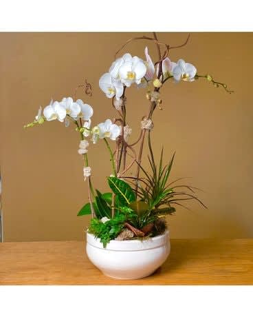 Premium Orchid Dish Garden  Various Colors - Four A-grade Phalaenopsis orchids in a 12&quot; premium ceramic planter - Includes several nursery grade green plants and delicate garden decor. Container may be either white or black to accent orchid colors and available plants. If you have a strong preference for container color please specify in notes section during check out and we will do our best to accommodate