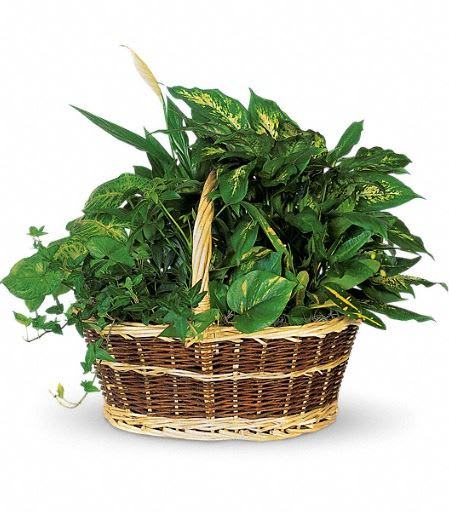 T212-1A Large Basket Garden - This impressive garden of indoor plants will be a warm welcome to any home or office. And you'll get glowing reviews for sending it. Croton, ivy, pothos, dieffenbachia, schefflera and syngonium plants arrive together in a wicker basket with handle. Approximately 19&quot; W x 16&quot; H 
