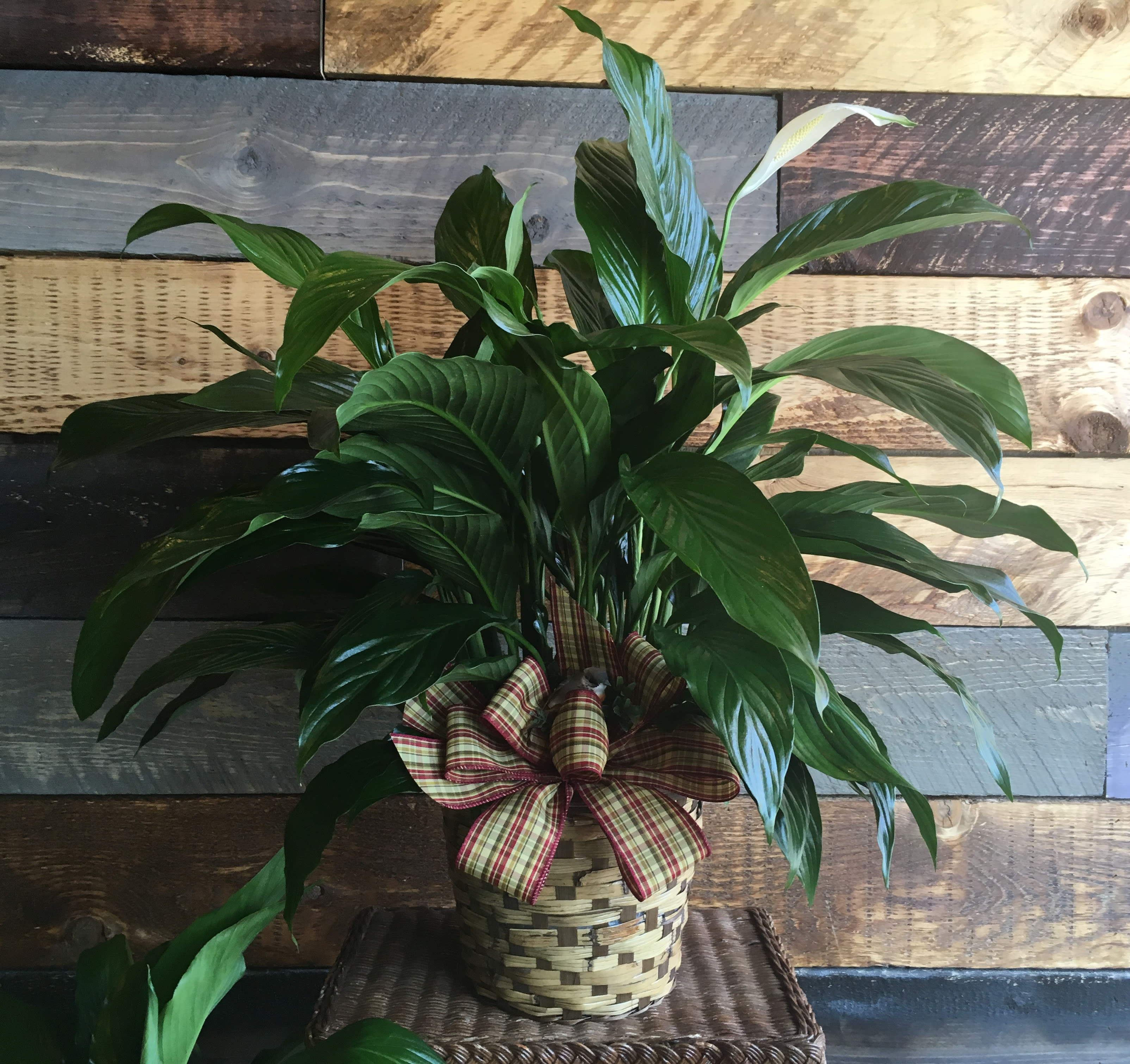 Peaceful Spathiphyllum, Large - A peaceful foliage plant with beautiful white blooms, dressed with a seasonal ribbon and nesting bird in a woven basket.  Ribbon and basket may vary with season and/or availability