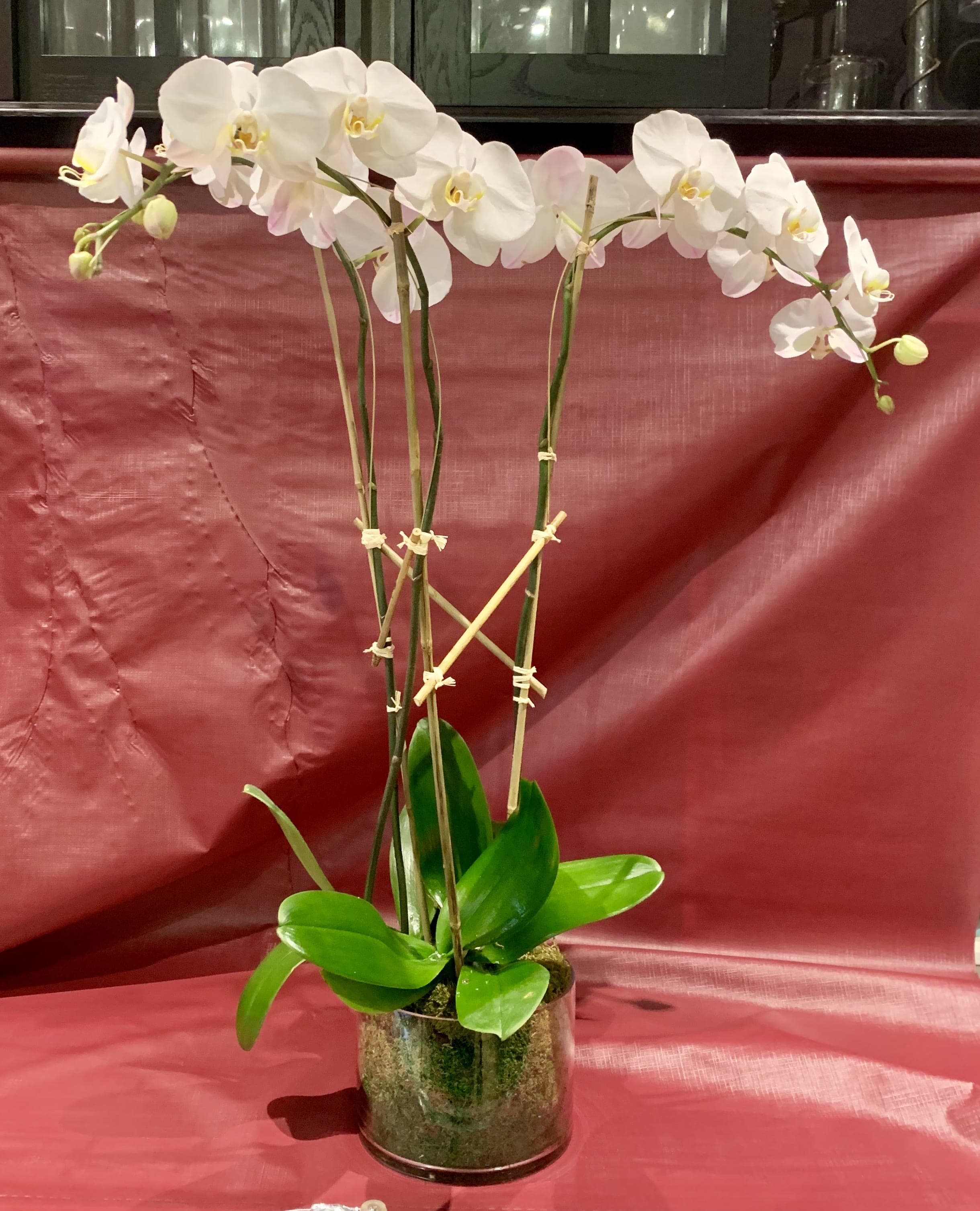 radium Toezicht houden levering Multi-Stem White Phalaenopsis Orchid Planting in Clear Glass Cylinder by  Richard Salome Flowers, Inc.