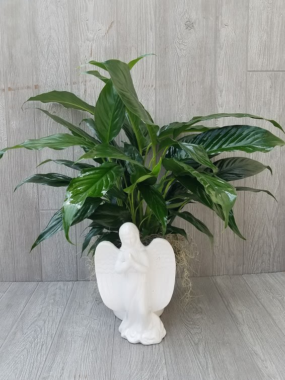 Angel Peace Lily Plaanter - A beautiful green peace lily plant nestled in a white ceramic Angel container. Angel measures 10&quot; tall