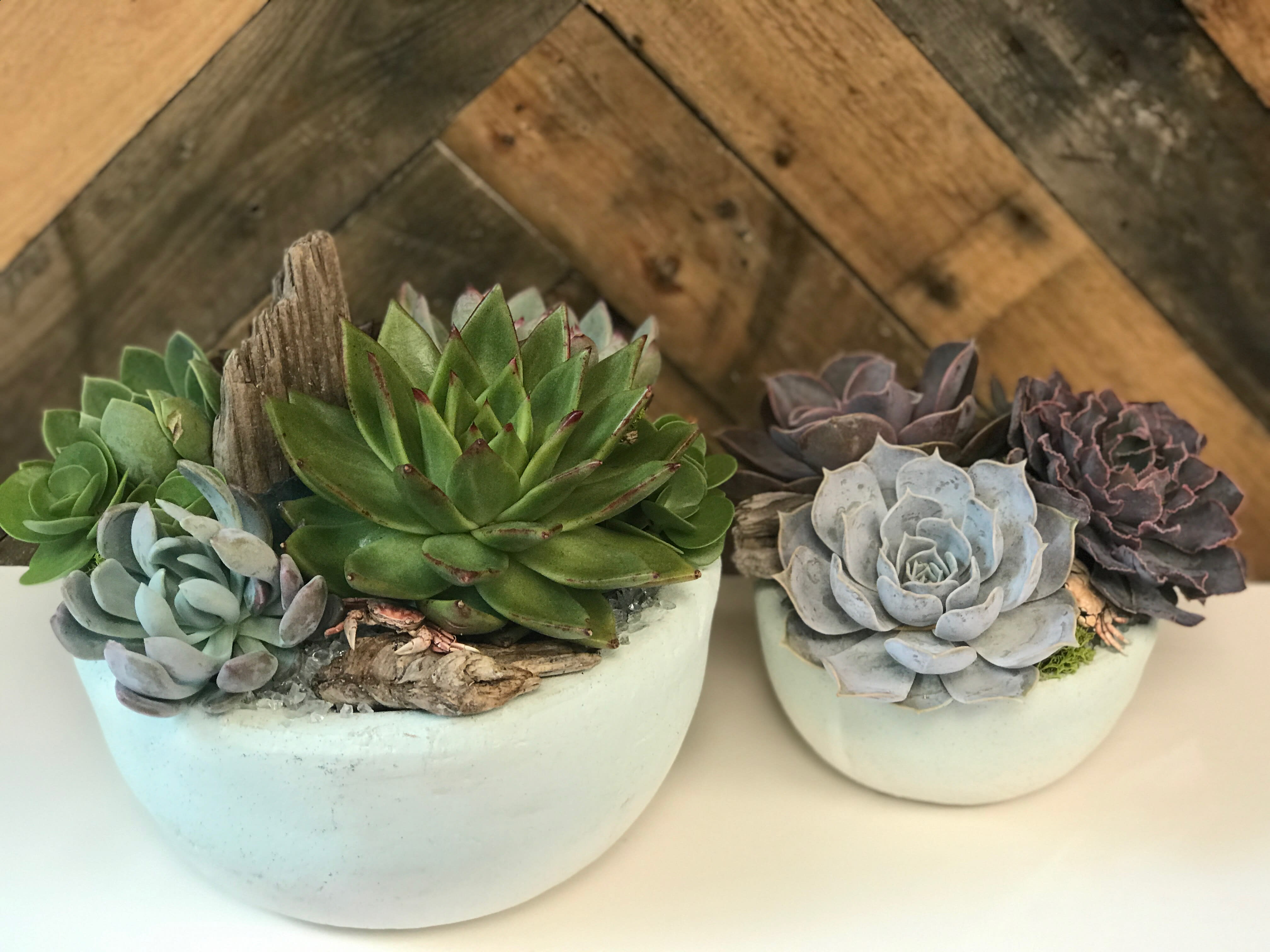 Mixed Succulent Planter Mixed Succulent Planter - Our succulent planters are loaded with succulents and are potted up in a rustic ceramic or metal pot and accented with natural accoutrements like moss, branches, lichen, shells and/or polished rocks. Our Succulent Planters make the perfect hostess or house warming gift or a lovely accent to a porch or any outdoor seating arrangement.