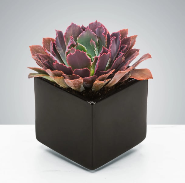 Succulent by BloomNation™ Succulent by BloomNation™ - single succulent in a dark cube