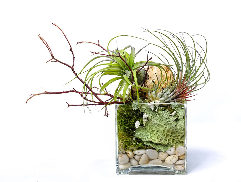Square Air Plants - Are you a person that feels uncertain about caring for house plants... Try tillandsia, a low maintenance plant. It does not require soil or maximum light. This planter will arrive with the proper care instructions. 