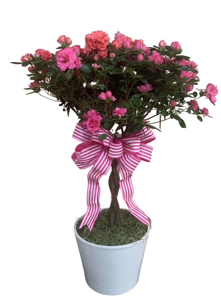 Braided Azalea Tree in Fowler, CA | Fowler Floral & Gifts