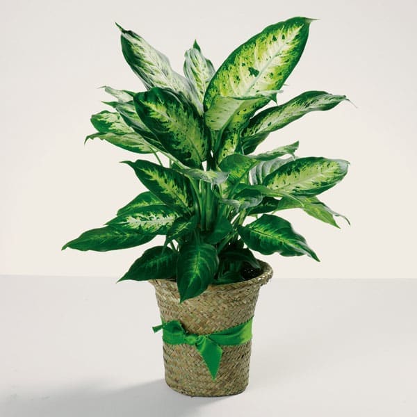 Delightful Dieffenbachia Delightful Dieffenbachia - The leaves of this handsome tropical plant are a blend of ivory, green and yellow. Delightful! Note: Plants are subject to substitutions with what is available in house that has similar care requirements and look. If you do not wish for your plant to be substituted, please let us know.