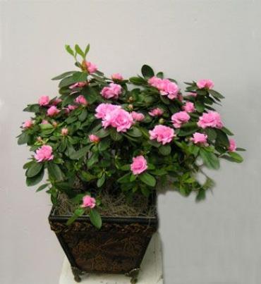 Azalea Plant in a Basket - This 6 inch azalea in a basket container is a perfect gift for any ocassion. It can be an indoor or outdoor plant.      Colors may vary     Container may vary  