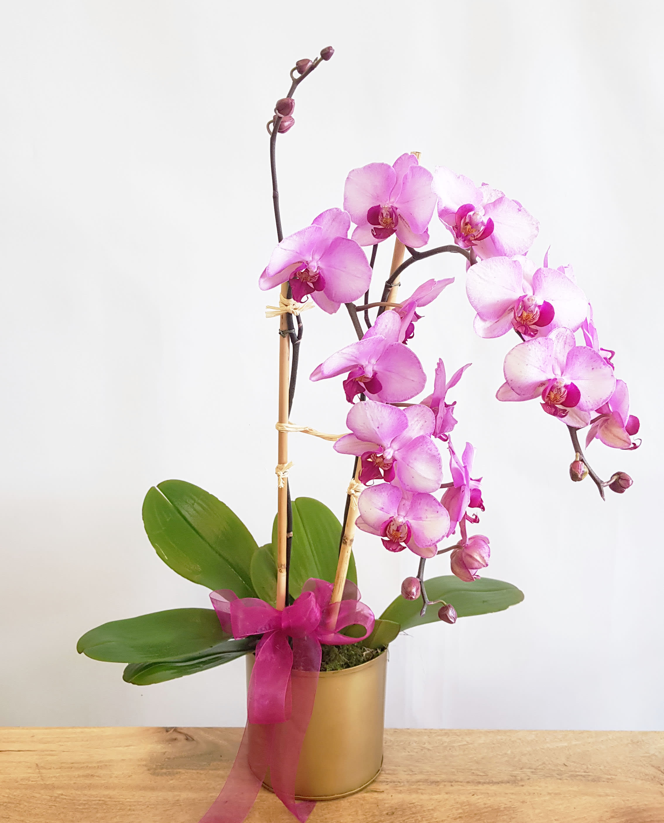 Pink orchid outlet