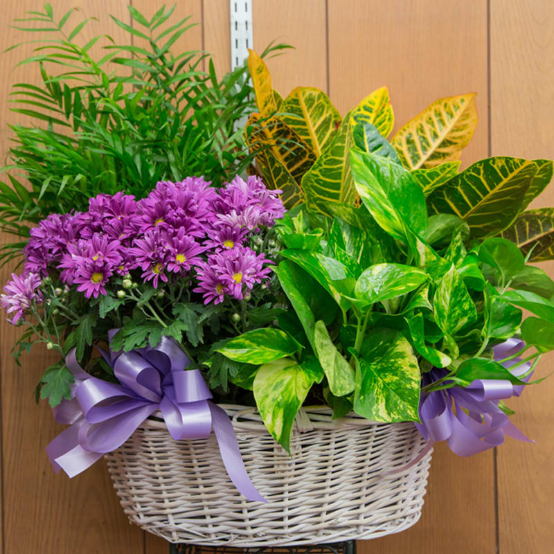 Home Style Garden Basket - Beautiful Plant Basket loaded and arranged with various flowering and green plants