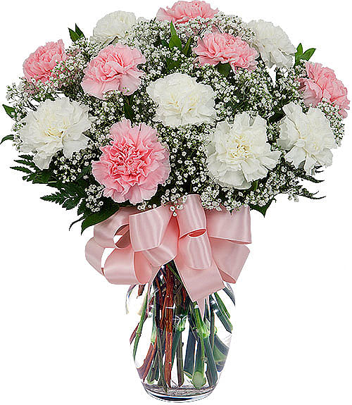 12 Pink &amp; White Carnations - One dozen long lasting pink and white carnations are arranged in a clear glass vase with added baby's breath, greenery and matching pink bow.
