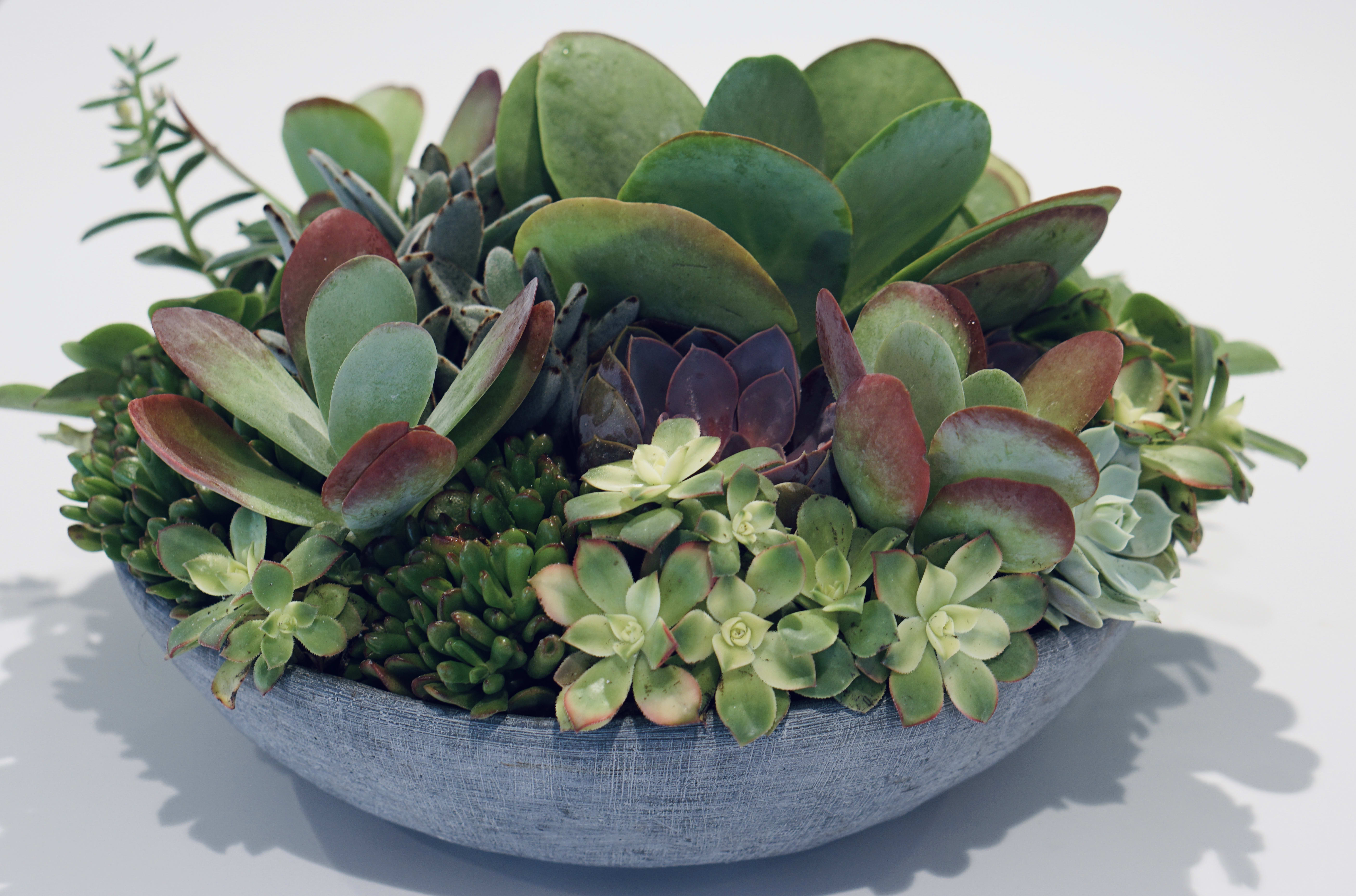 "Im a Succa 4 U" "Im a Succa 4 U" - large bowl filled with succulants