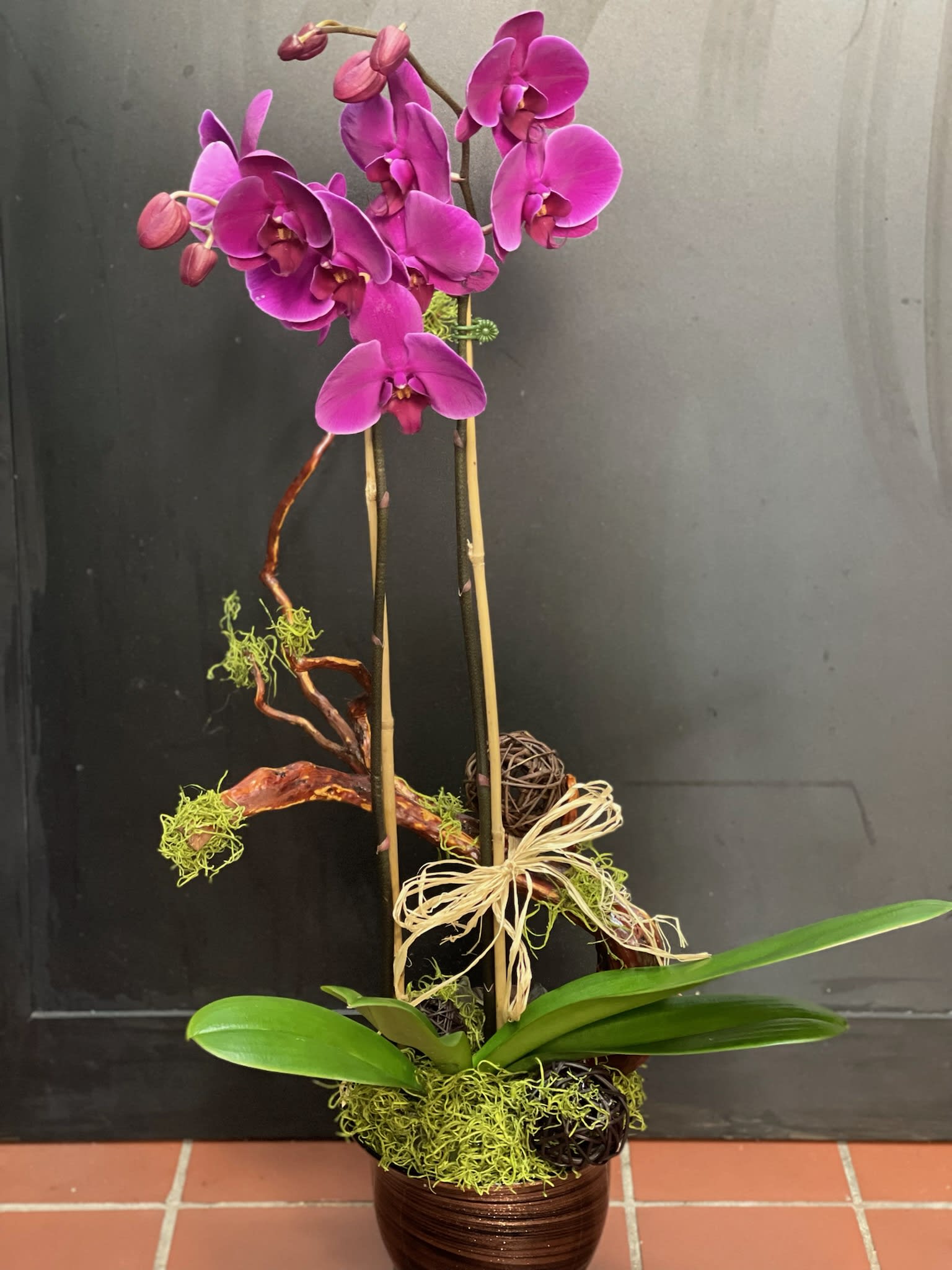 Orchid   - Orchid plant