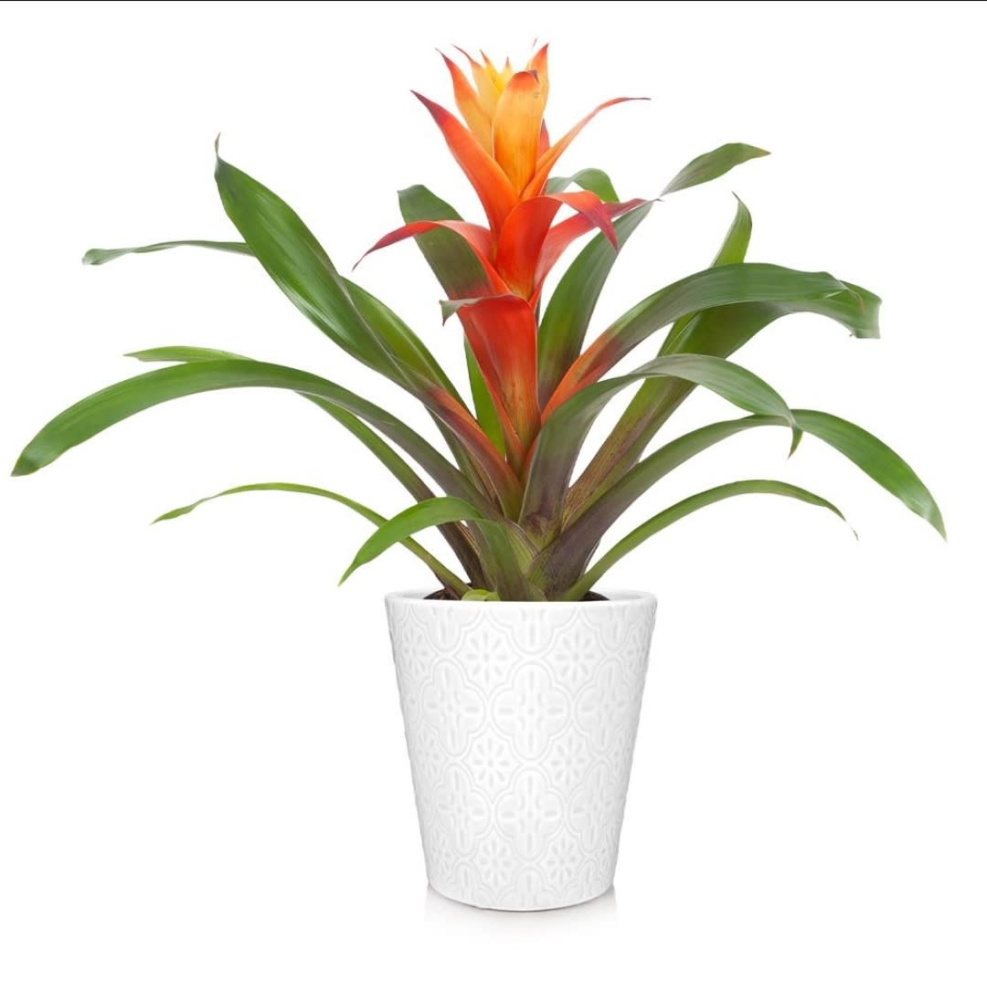 Tropical Bromeliad Plant - A plant with a cool shape, bright color, that works as an air purifier AND is long-lasting? What more could you want from a house plant? The tropical bromeliad plant does best with moderate/bright light and loves humidity so they do great in a bathroom with a window. Note the pot shape, size, &amp; color along with the color of the Bromeliad may change depending on availability. 