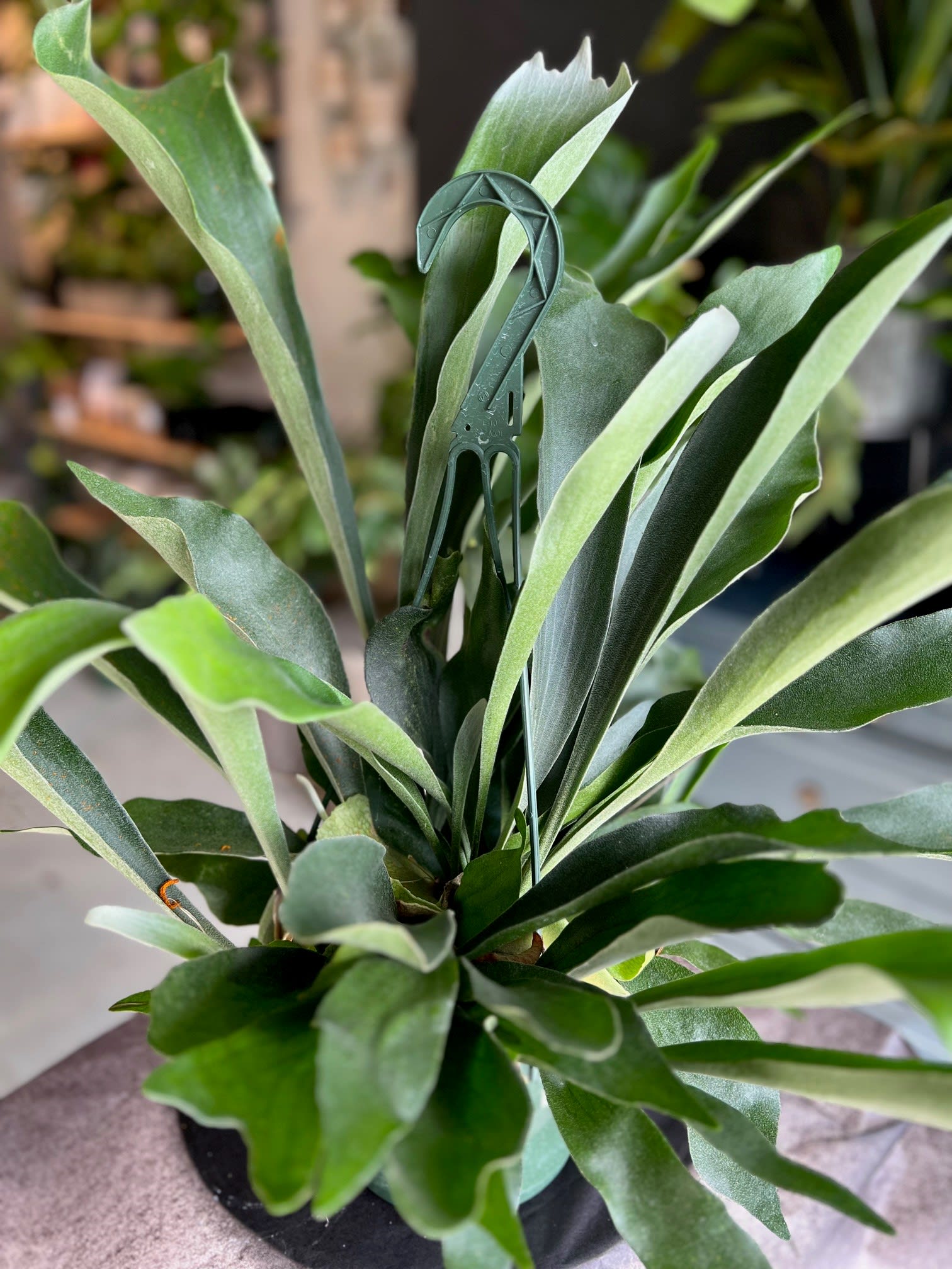 Staghorn Fern Hanging Basket in Atlanta, GA | The Sidewalk Garden