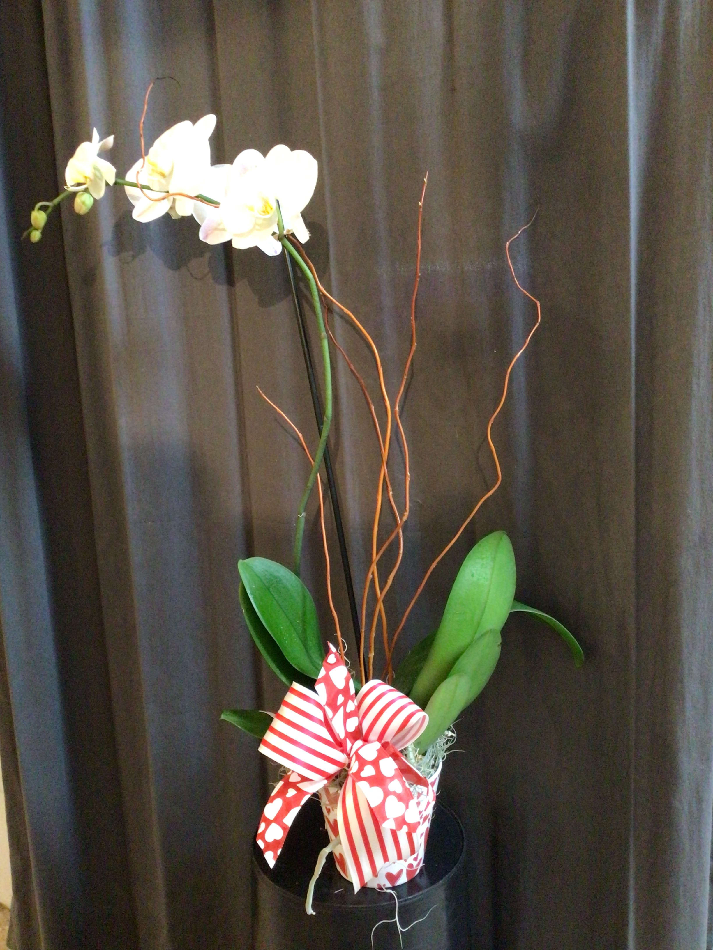 Single Stalk orchid in Heart Container in Slidell, LA Petals & Stems