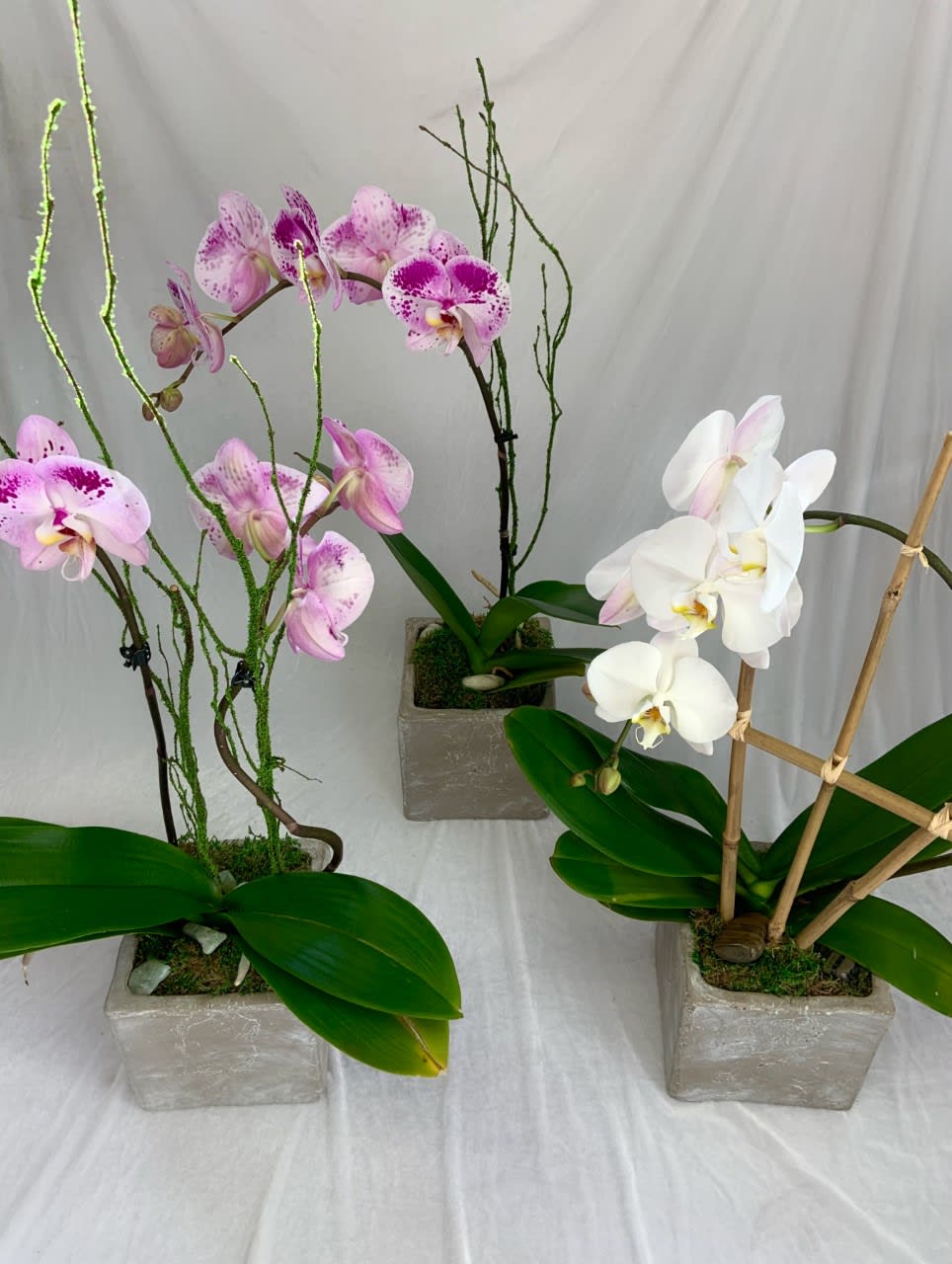 Assorted Orchid - A stunning orchid arrangement for your loved one!  Product used may vary
