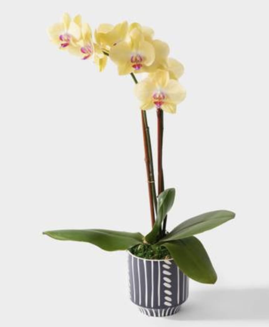 Vibrant Phalaenopsis Orchid Plant - A lively, colorful Phalaenopsis Orchid plant in a modern ceramic planter accented with fresh moss. 