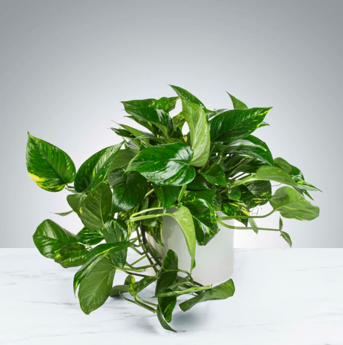 Pothos Plant by BloomNation™ - A large Pothos Plant that updates any living space. Pothos Plant's are known to remove toxins from the air and don't need to be watered frequently. APPROXIMATE DIMENSIONS: 16&quot; W x 16&quot; H