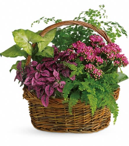 Secret Garden Basket - It will be no secret how you feel about the person lucky enough to receive this beautiful basket. Whether it's someone you work with or someone you live with. Someone near or someone far. This gift is overflowing with robust beauty and lively energy. A pink kalanchoe hypoestes green nephthytis and both Boston and maidenhair ferns are delivered in a delightful round wicker basket.Approximately 15 1/2&quot; W x 15 1/2&quot; H Orientation: All-Around As Shown : T96-2A