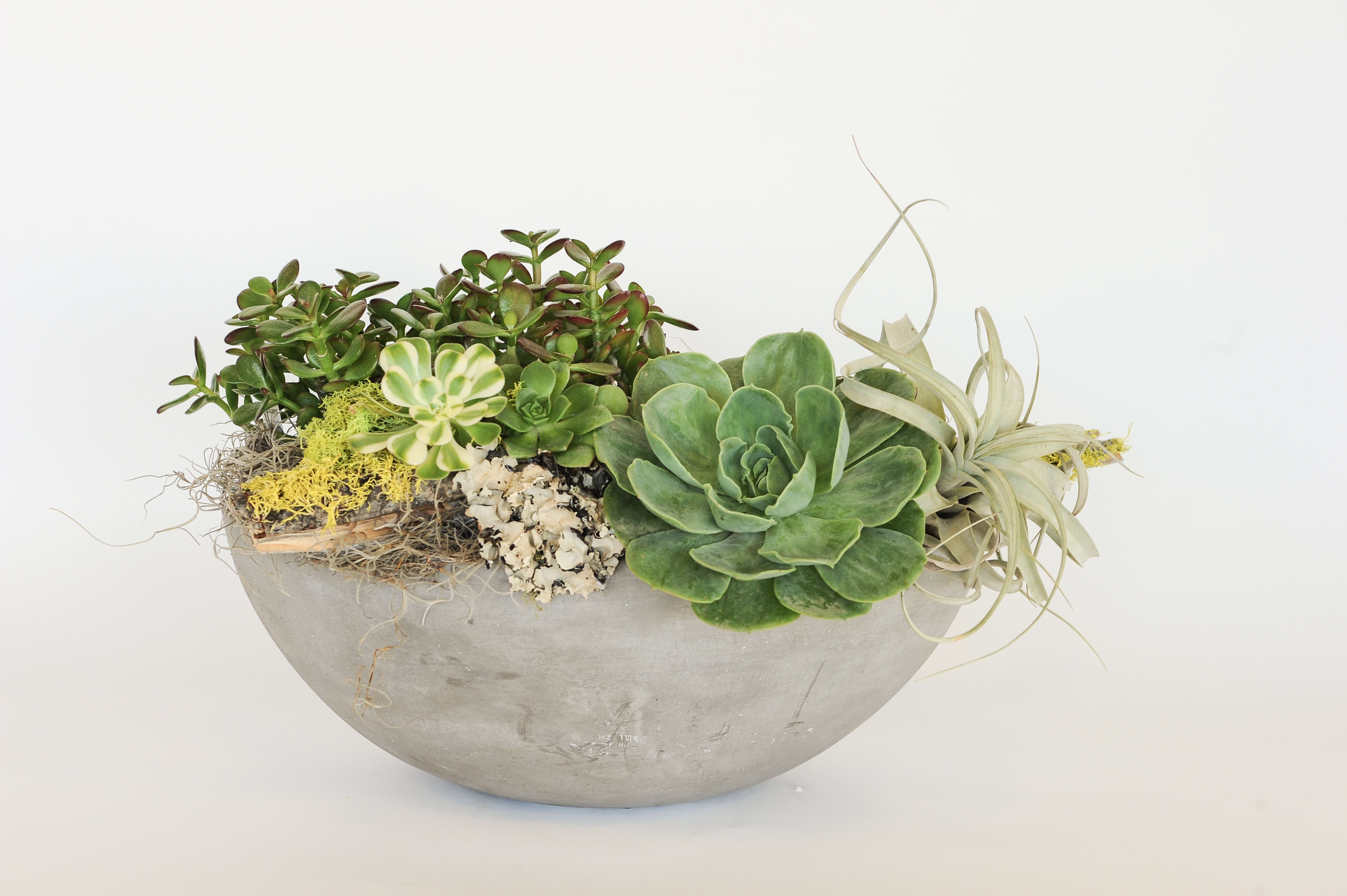 Succulent Bowl Succulent Bowl - Succulent bowl.