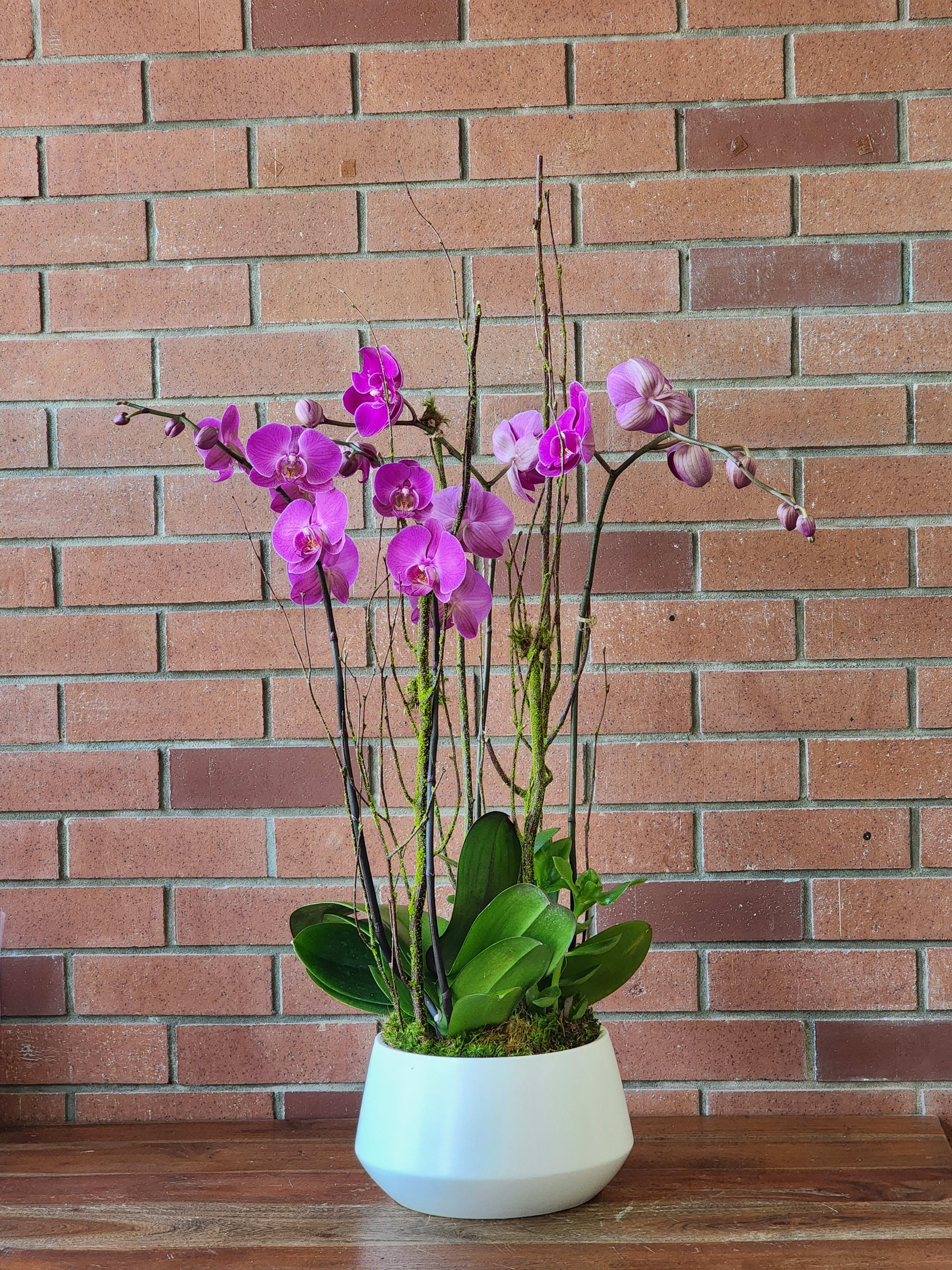 Purple Orchid Garden  - Lovely purple phalaenopsis plants arranged in a modern dish. Color of the ceramic planter may vary. 