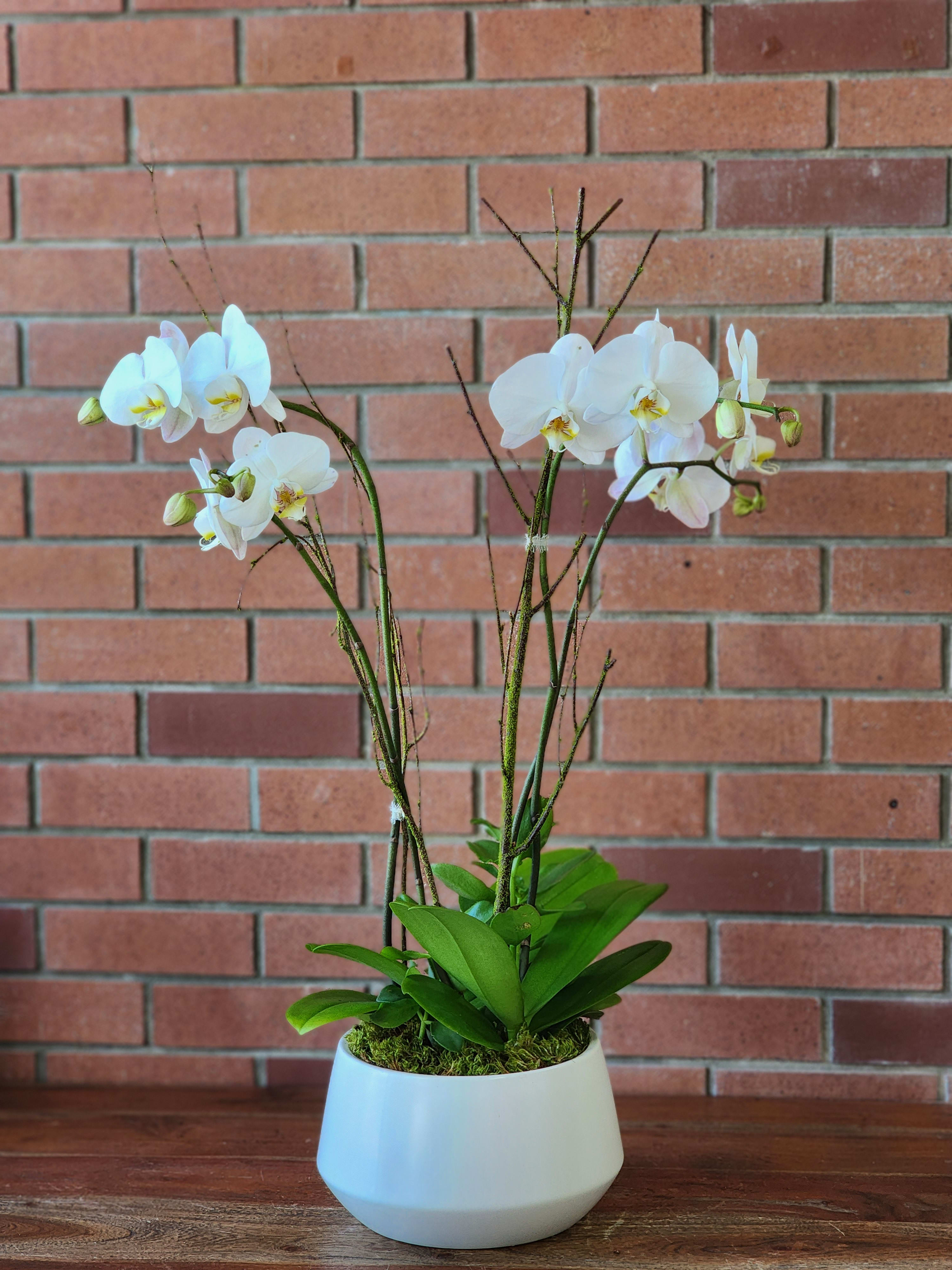 White Orchid Garden  - Beautiful orchid plants arranged in a modern planter accented with premium branches, succulents and moss 