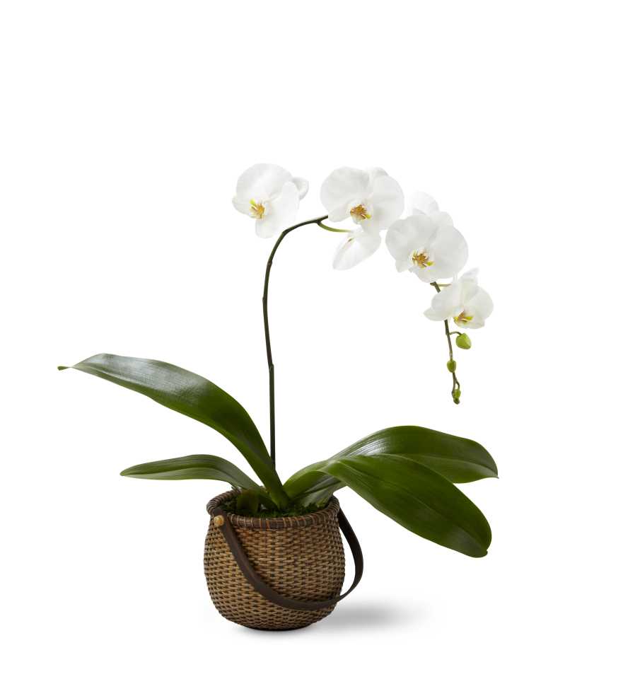 The FTD White Phalaenopsis Orchid - The FTD White Phalaenopsis Orchid blooms with exquisite white flowers to create a gift of stylish simplicity and grace. A stunning white single stem Phalaenopsis Orchid plant showcases its gorgeous exotic blooms presented in a deep round woven handled basket to create a look of natural elegance that conveys your sweetest sentiments. 5â plant.