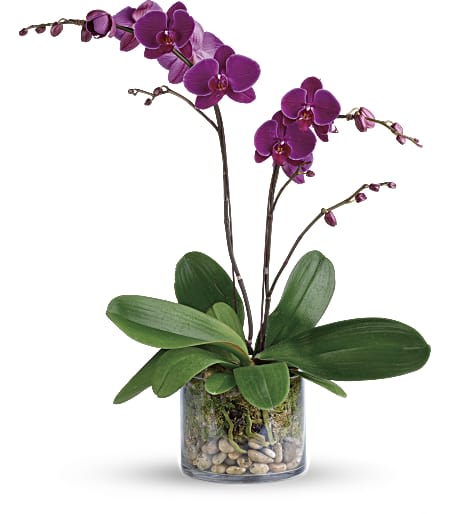 Glorious Gratitude Orchid Glorious Gratitude Orchid - A purple phalaenopsis orchid is arranged with natural river rocks and sheet moss. Delivered in a cylinder vase. Approximately 22" W x 26" H